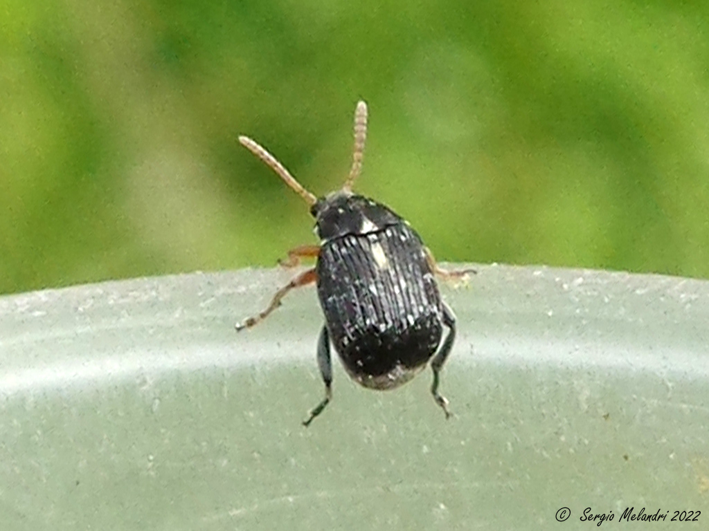 Chrysomelidae Bruchinae:  maschio di Bruchus luteicornis